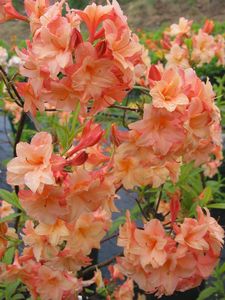 Azalea Sunray